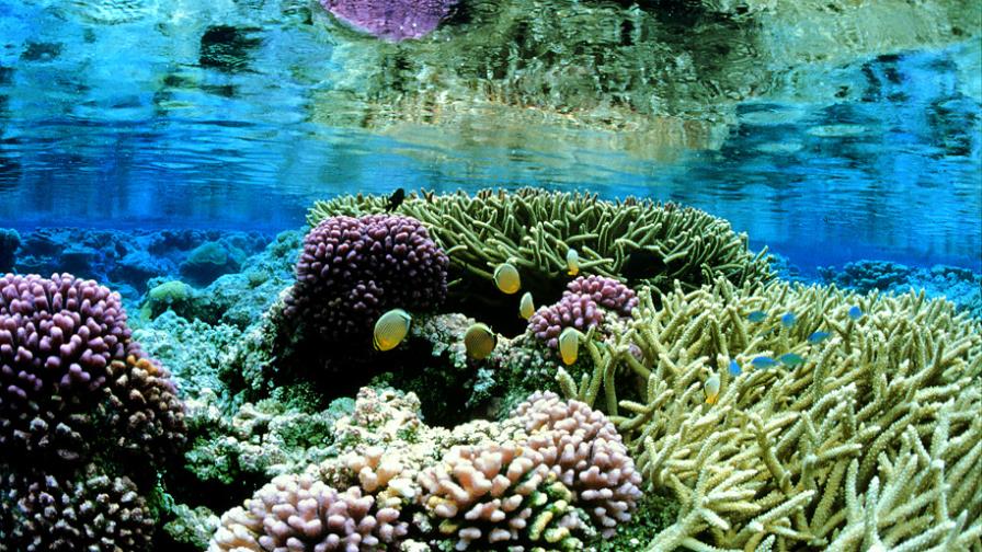 Obama amplía 6 veces el tamaño de reserva oceánica Obama amplía 6 veces el tamaño de reserva oceánica