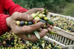 El cambio climático amenaza las reservas de aceite de oliva en la cuenca mediterránea