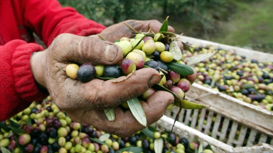 El cambio climático amenaza las reservas de aceite de oliva en la cuenca mediterránea