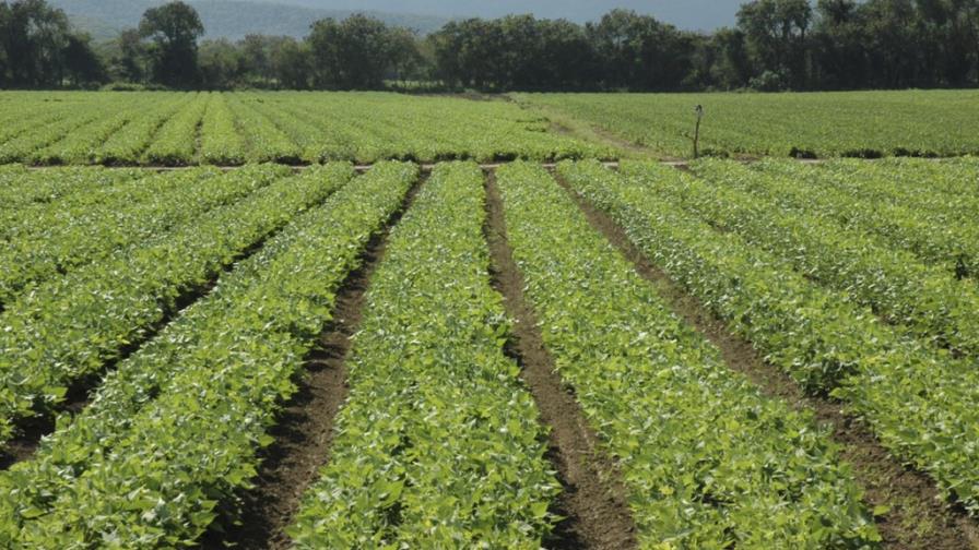 Los habichueleros de San Juan estiman que perderán RD$600 millones Los habichueleros de San Juan estiman que perderán RD$600 millones