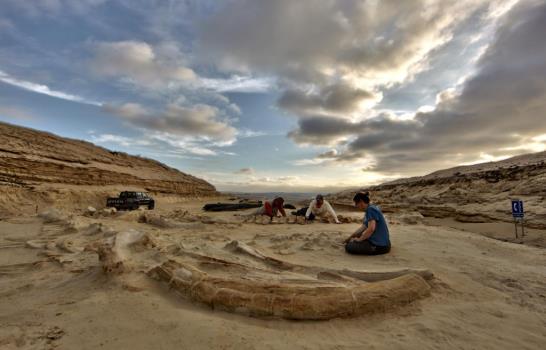 Algas tóxicas, la posible causa de muerte de ballenas prehistóricas en Chile