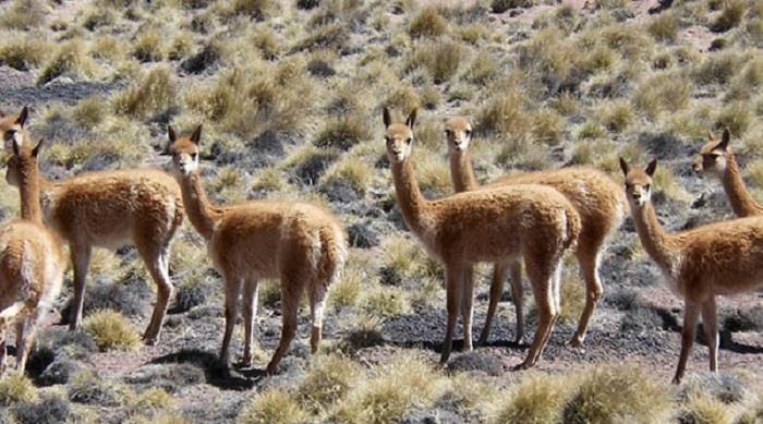 Países de AL se oponen a caza furtiva de vicuñas
