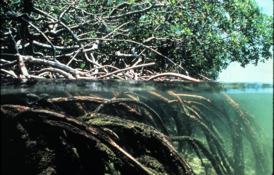 Tribunal denuncia daño a 400 hectáreas de manglar en Pacífico de Costa Rica