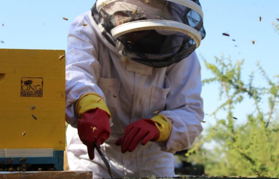 En 15 años Chile podría perder las abejas o convertirse en su último refugio