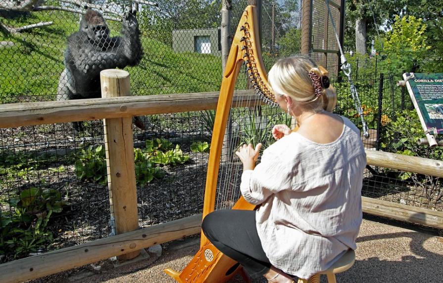 Música suave de arpista tranquiliza a primates
