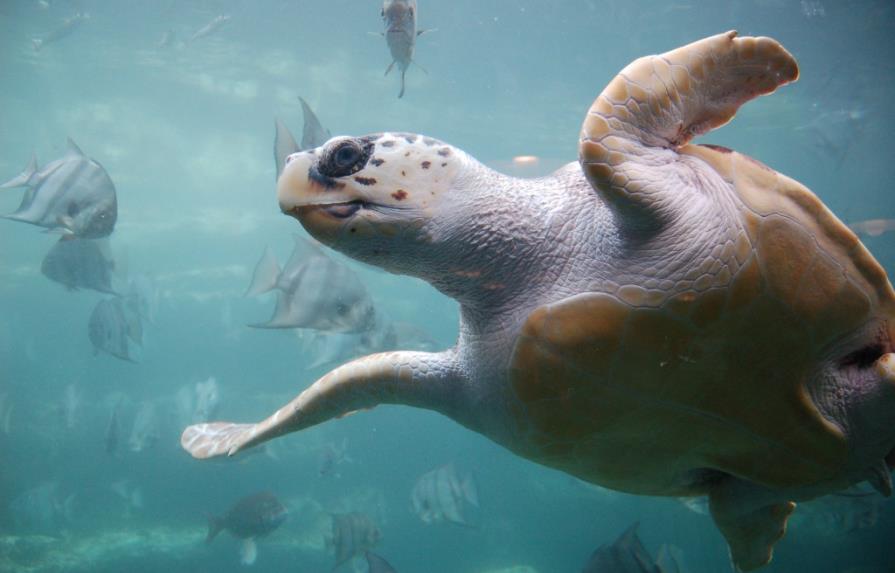Las tortugas colonizaron el Mediterráneo antes de la última glaciación