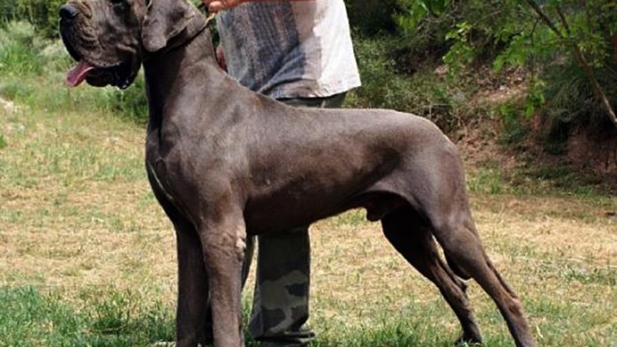 No le han bajado los testículos No le han bajado los testículos