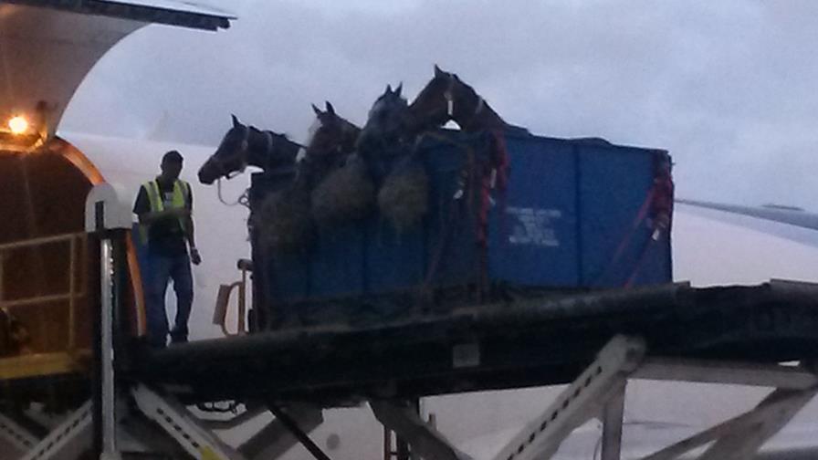 El hipódromo V Centenario recibe 33 nuevos caballos