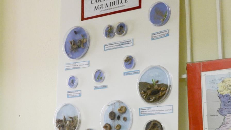 En República Dominicana abundan caracoles y parásitos que dañan la salud