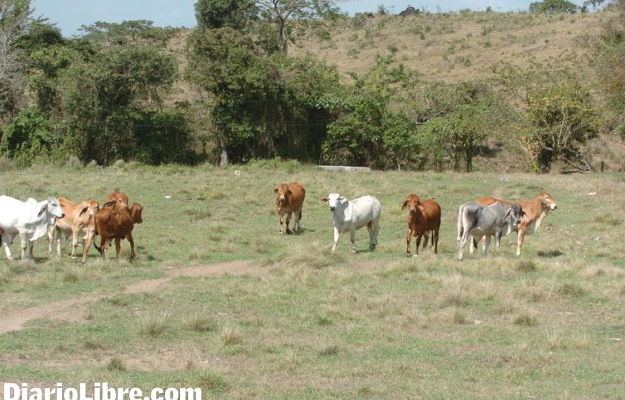 Sequía provoca disminución en la producción lechera del país