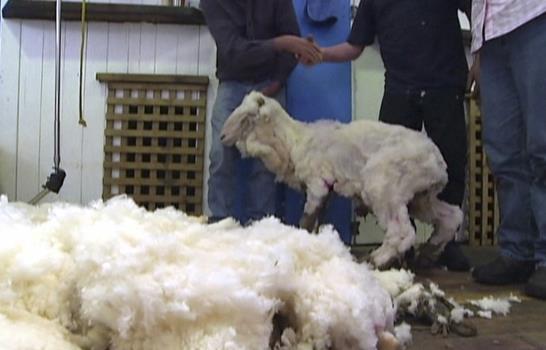 Oveja australiana deja 23,5 kilos de lana