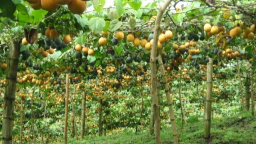 La chinola se convierte en el cultivo de moda en Hato Mayor