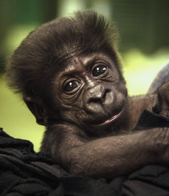 Cría aborrecida por otros gorilas se muda