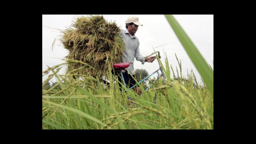 FAO: La agricultura es el motor para acabar con el hambre en África en 2025