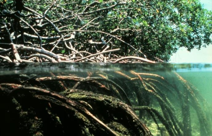 Ambientalistas promueven la importancia de proteger manglares en Costa Rica