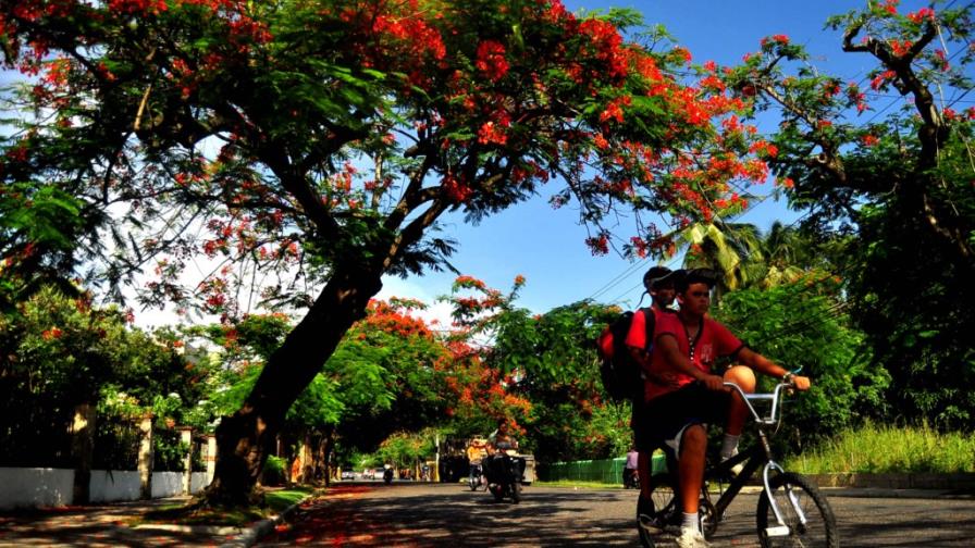 Los flamboyanes embellecen calles de Santiago y La Vega