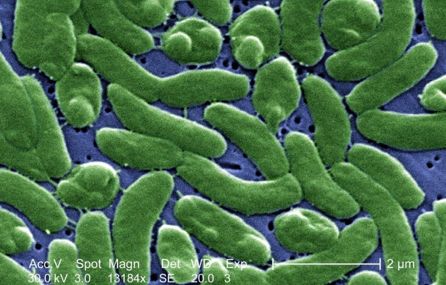Dos muertos y once infectados en Florida por bacteria que devora la carne