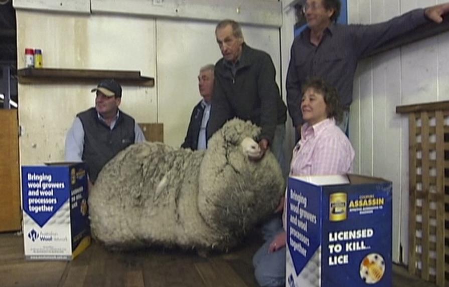 Oveja australiana deja 23,5 kilos de lana