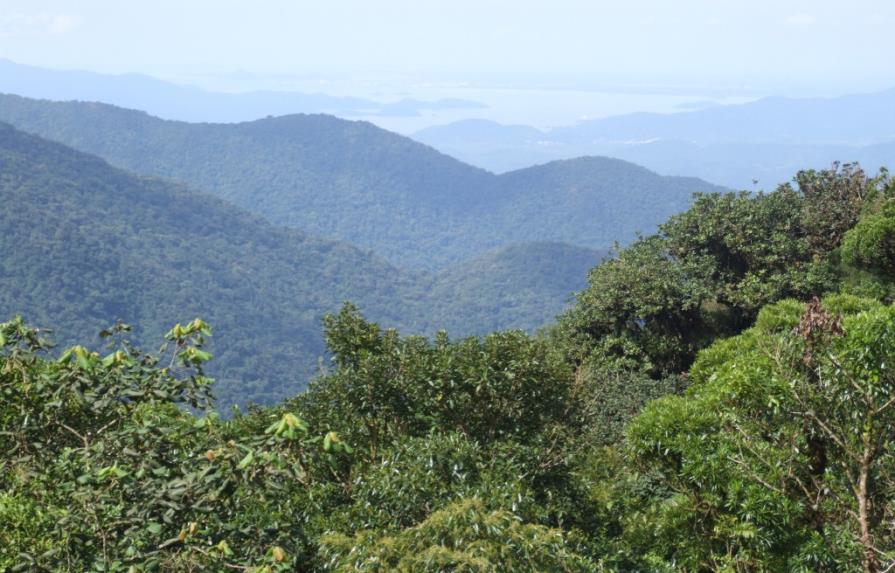Preservar bosques de Mata Atlántica de Brasil requiere menos de 200 millones