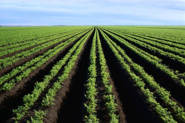 Estudio advierte de las pérdidas de terrenos irrigados por degradación de sal