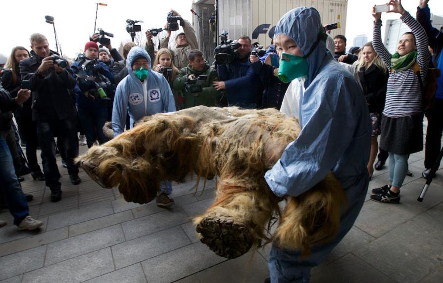 Exhiben en Moscú cadáver preservado de mamut