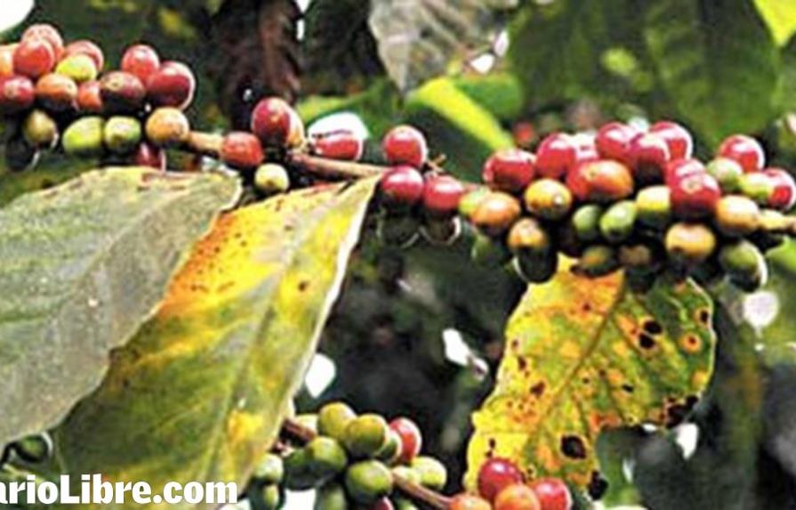 La FAO ayudará a la República Dominicana a combatir la roya del café