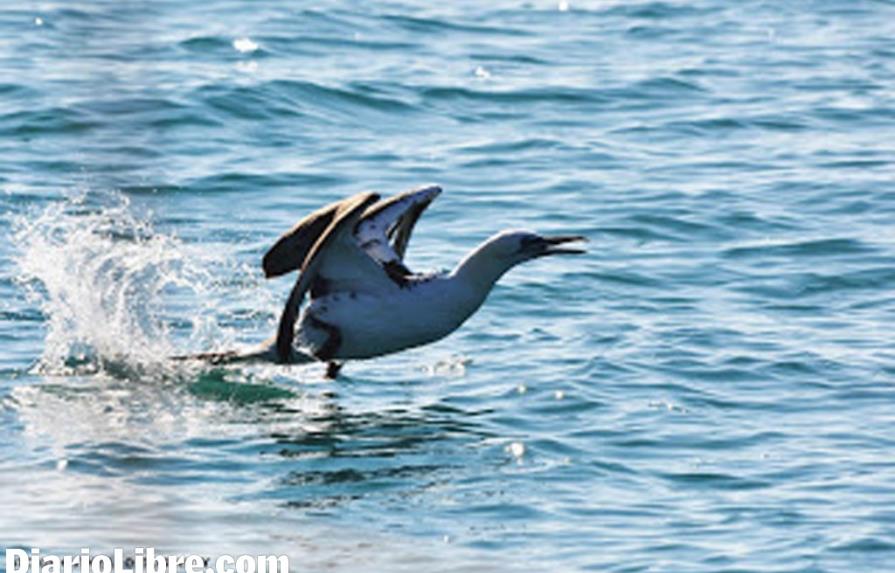 Denuncian el incremento de caza de aves en Sabana de la Mar