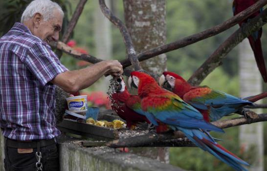 Guacamayas dan armonía y color al caos