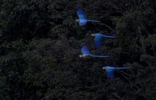 Guacamayas dan armonía y color al caos