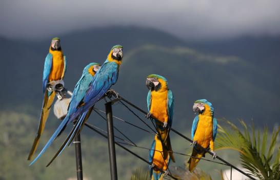 Guacamayas dan armonía y color al caos