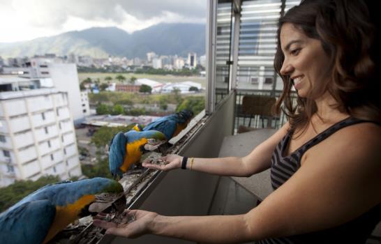 Guacamayas dan armonía y color al caos