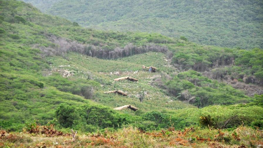 El tráfico de drogas contribuye a la deforestación en América Central, dice un estudio
