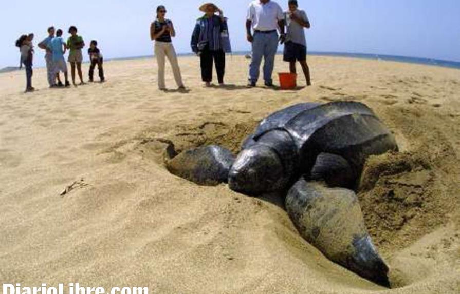 El Ministerio de Medio Ambiente pide a la población proteger las tortugas