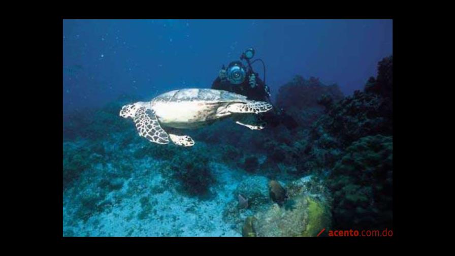 Calentamiento global causará cambios importantes en la biodiversidad marina