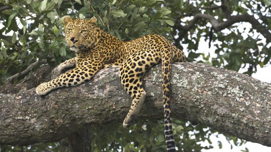 El maestro del silencio