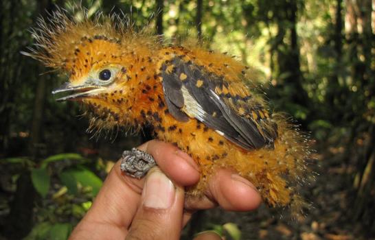 Un polluelo de la Amazonía sobrevive camuflándose como una oruga venenosa