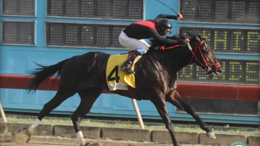 El favorito Amoroso gana el Clásico Independencia Nacional en el V Centenario El favorito Amoroso gana el Clásico Independencia Nacional en el V Centenario