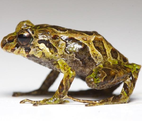 Hallan en Ecuador rana que puede mutar la forma de su piel