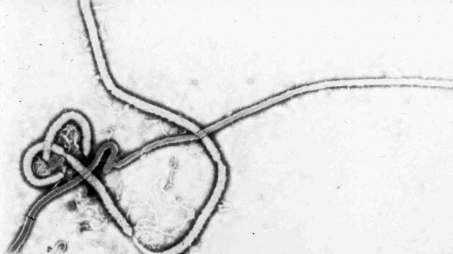 Sobrevivientes de ébola pueden transmitirlo por vía sexual