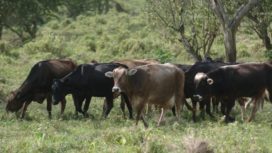 Reflexiones sobre los aportes a la ganadería
