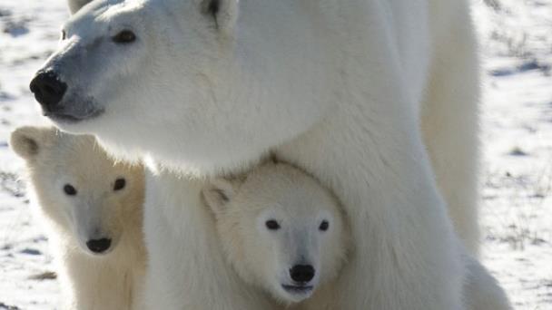 Impacto del calentamiento global en el estrés térmico de los osos polares