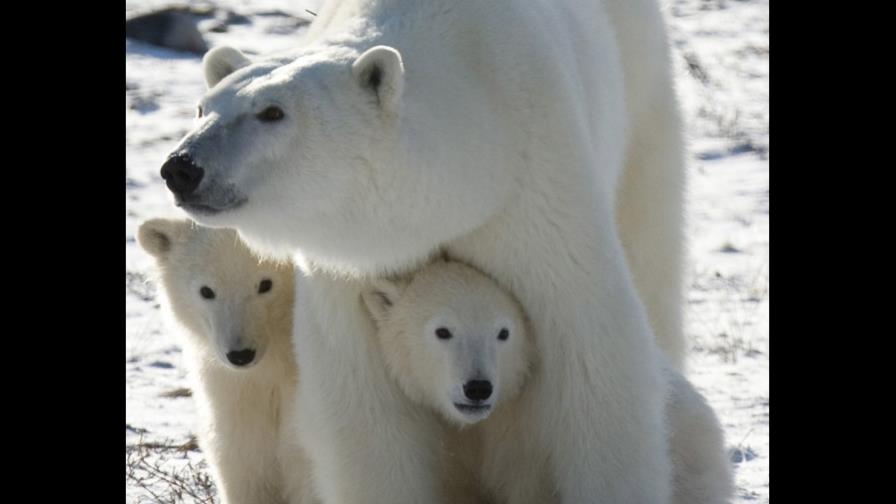 Osos polares resentirán calentamiento global para 2025