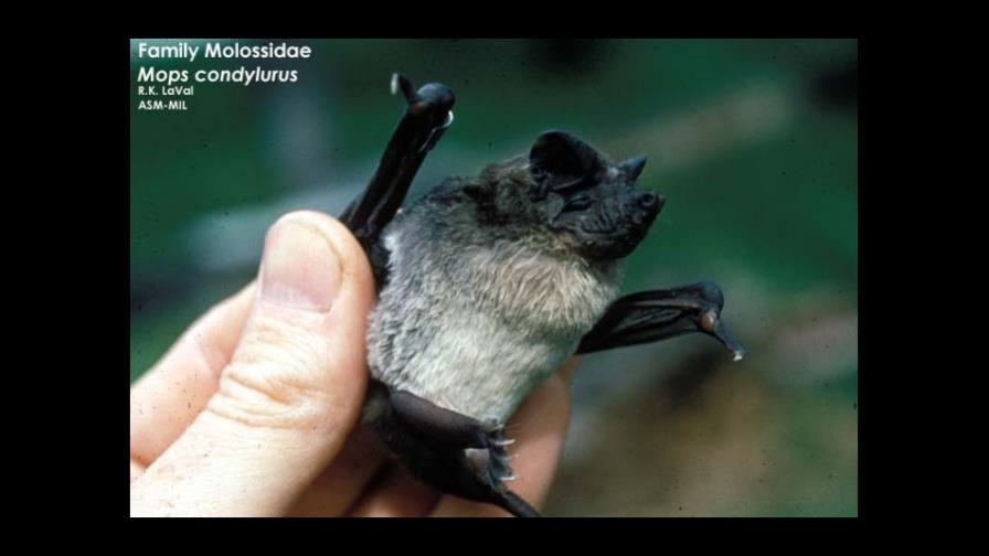 Un murciélago, posible desencadenante de la epidemia del ébola en África