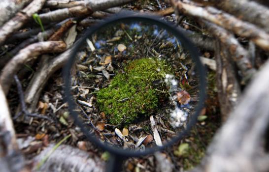 Bosques en miniatura revelan fascinante mundo invisible Bosques en miniatura revelan fascinante mundo invisible