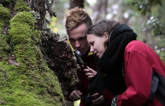 Bosques en miniatura revelan fascinante mundo invisible Bosques en miniatura revelan fascinante mundo invisible