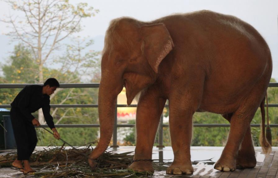 Mianmar captura su noveno elefante blanco
