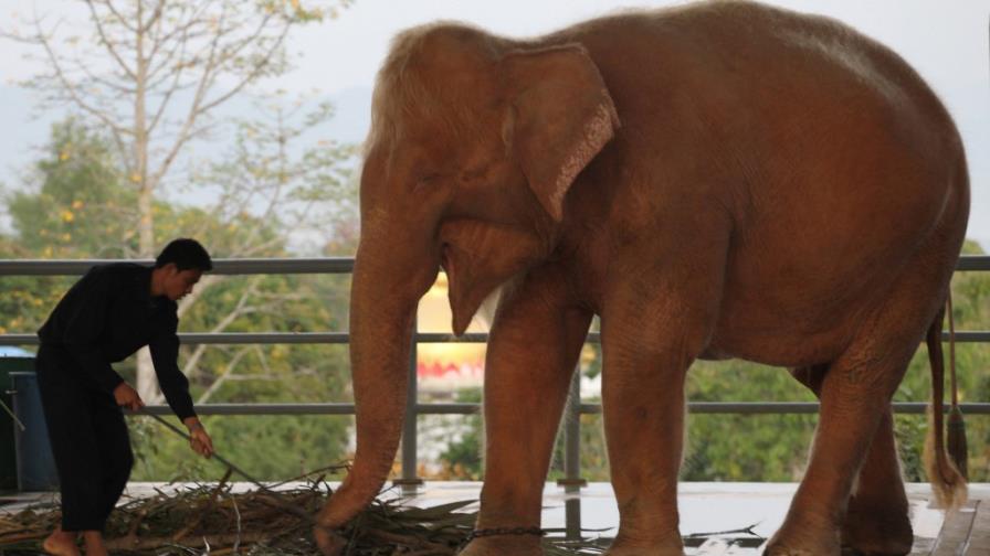 Mianmar captura su noveno elefante blanco