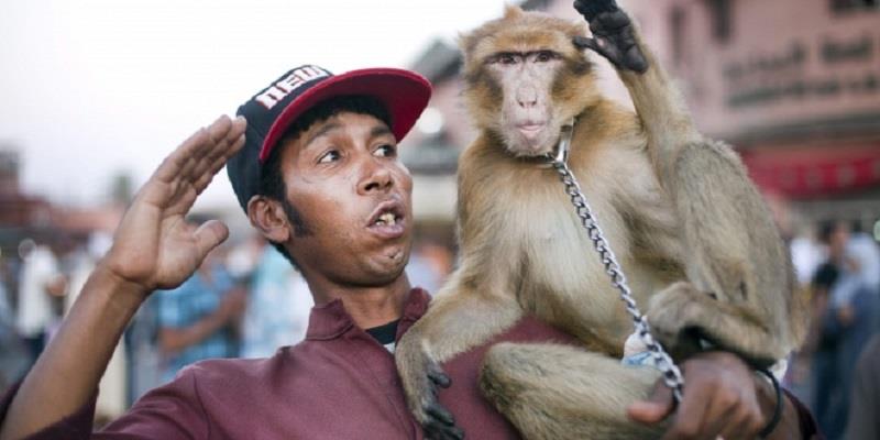 A los monos en Marruecos los matan por diversión, según defensores animales