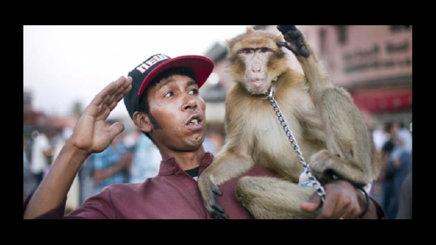 A los monos en Marruecos los matan por diversión, según defensores animales A los monos en Marruecos los matan por diversión, según defensores animales