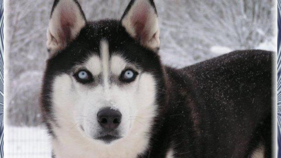 ¿Cuándo mudan el pelo los perros?